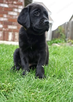 Labrador retriever