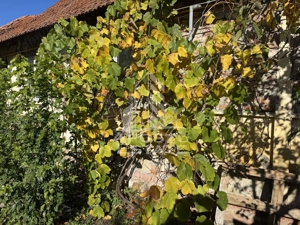 Casa veche in Recas cu teren generos de 1438 mp - imagine 3