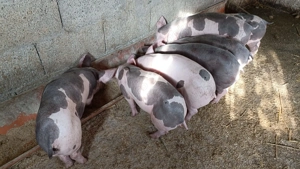 Purcele pietrain belgian de crescut pentru sacrificare sau reproducție!!