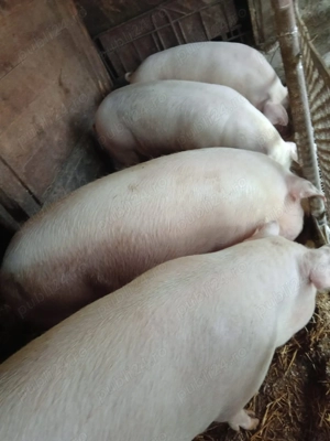 Porc mascul 200 kg - imagine 2