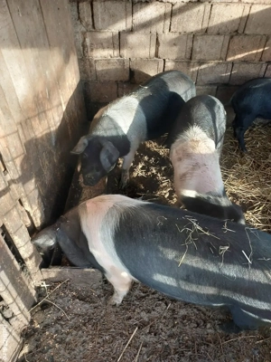 Vând scrofite bazna  - imagine 4 Vând scrofite bazna  - imagine 4