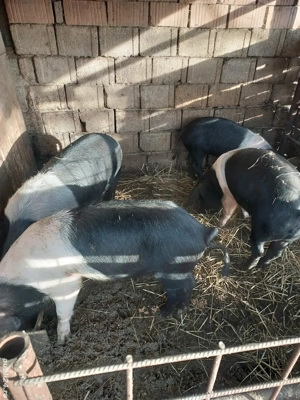 Vând scrofite bazna  - imagine 2 Vând scrofite bazna  - imagine 2