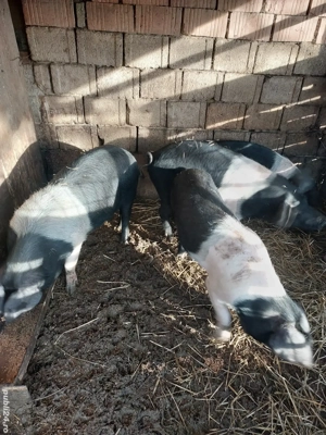 Vând scrofite bazna  - imagine 5 Vând scrofite bazna  - imagine 5