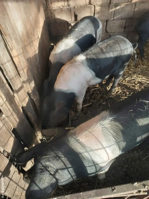 Vând scrofite bazna 