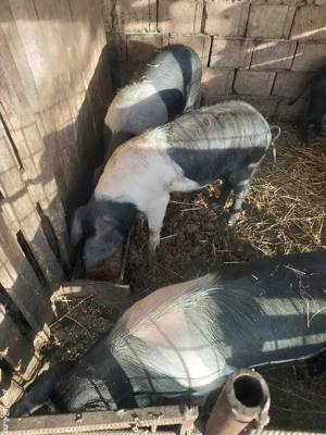 Vând scrofite bazna  - imagine 3 Vând scrofite bazna  - imagine 3