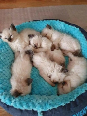 Pisicuțe birmaneze . - imagine 2 Pisicuțe birmaneze . - imagine 2