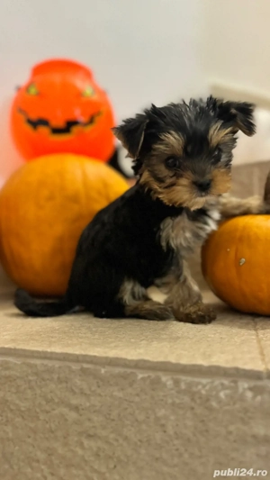 Yorkshire talie foarte mica