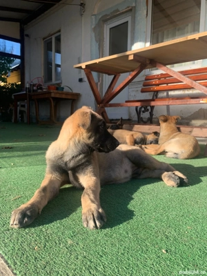 vand căței ciobănești belgieni - imagine 4