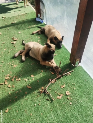 vand căței ciobănești belgieni - imagine 5