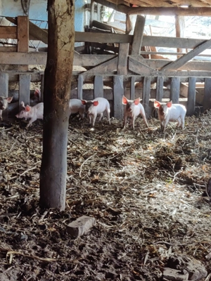 Purcei intarcati...... - imagine 2 Purcei intarcati...... - imagine 2