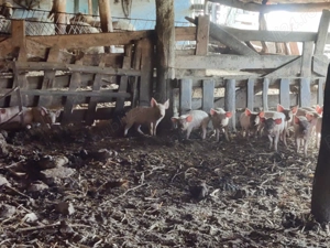 Purcei intarcati......