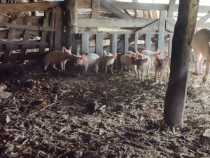 Purcei intarcati...... - imagine 3 Purcei intarcati...... - imagine 3