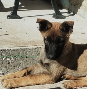 vand căței ciobănești belgieni