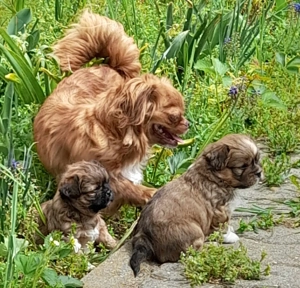 Pechinezi mici de rasă pura-Pekingez Imperial -portocaliu și negru