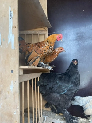 Gaini brahma mii de flori portelan, lavanda