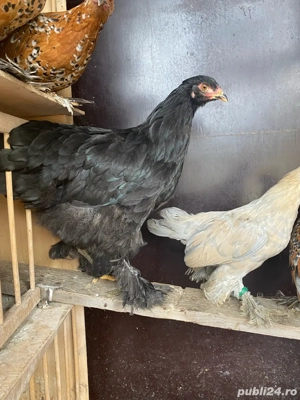 Gaini brahma mii de flori portelan, lavanda - imagine 2