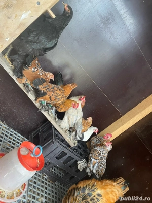 Gaini brahma mii de flori portelan, lavanda - imagine 3