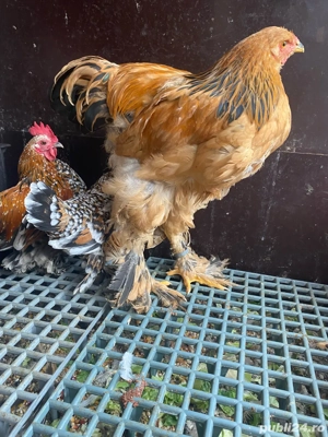 Gaini brahma mii de flori portelan, lavanda - imagine 5