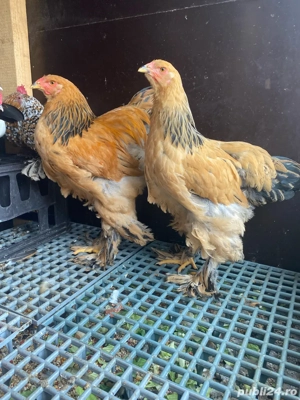 Gaini brahma mii de flori portelan, lavanda - imagine 4