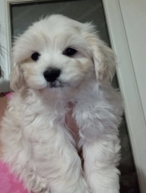 Bichon havanese toy căutăm o nouă căsuța!! - imagine 3