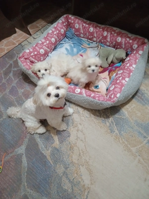Bichon havanese toy căutăm o nouă căsuța!! - imagine 6
