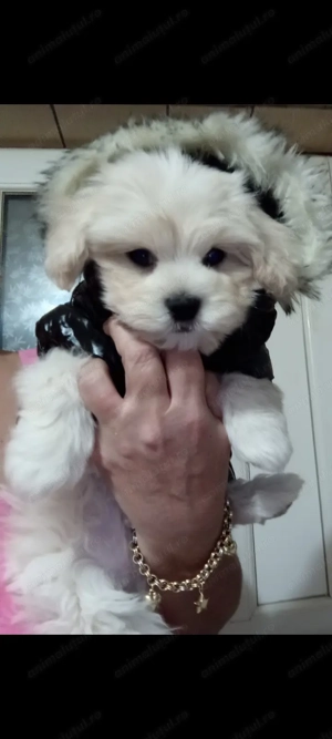 Bichon havanese toy căutăm o nouă căsuța!! - imagine 4