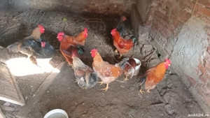 păsări la schimb pe oi  - imagine 4