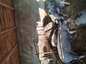 Porci și purcei d3 vânzare 