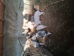 Porci și purcei d3 vânzare  - imagine 3