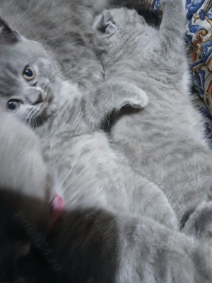 British Shorthair caută familie iubitoare 