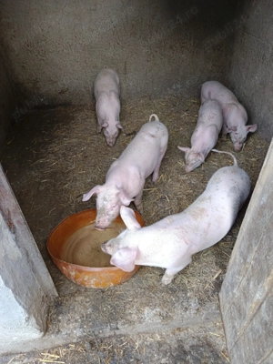 Purcei la 2 luni  - imagine 4