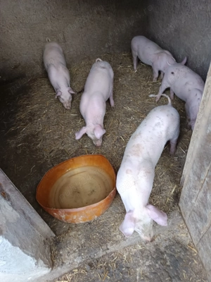 Purcei la 2 luni  - imagine 3