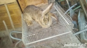 schimb pe  alte animale sau vănd 