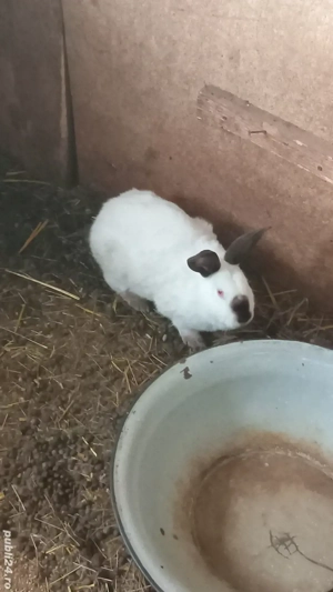 schimb pe  alte animale sau vănd  - imagine 4