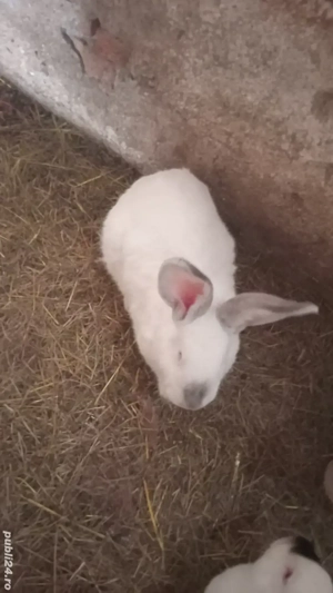 schimb pe  alte animale sau vănd  - imagine 2