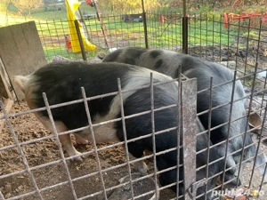 Porci pentru sacrificat 250-300 kg