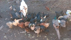 păsări la schimb pe oi  - imagine 5