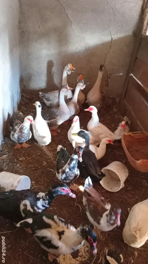 păsări la schimb pe oi  - imagine 3