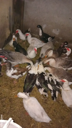 păsări la schimb pe oi  - imagine 2