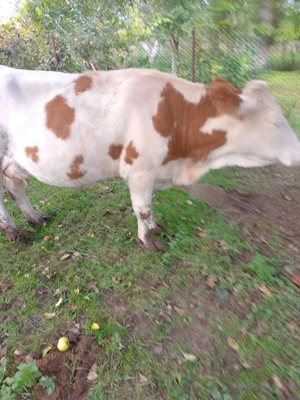 Vaci de vanzare - imagine 2