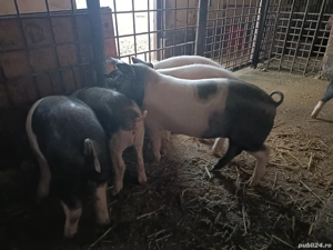 Vand pucei bazna 10 săptămâni  - imagine 2 Vand pucei bazna 10 săptămâni  - imagine 2