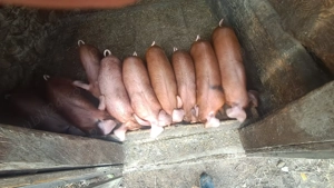 Purcei de vânzare duroc