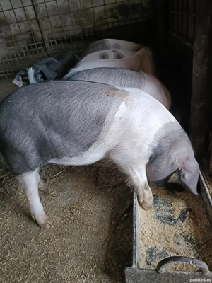 Vand pucei bazna 10 săptămâni 