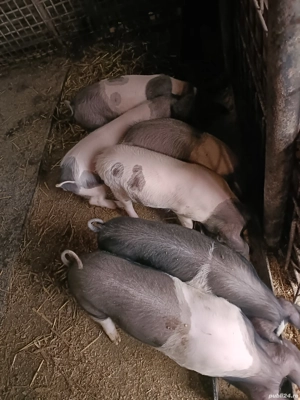 Vand pucei bazna 10 săptămâni  - imagine 3 Vand pucei bazna 10 săptămâni  - imagine 3