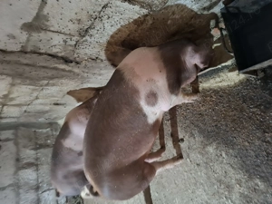 Porci de carne crescuți natural 