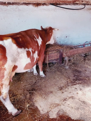 Vând vaca bălțat mai multe det la tel - imagine 2 Vând vaca bălțat mai multe det la tel - imagine 2