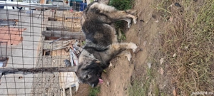 vând pereche ciobanesc caucazian  - imagine 2