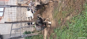 vând pereche ciobanesc caucazian  - imagine 3