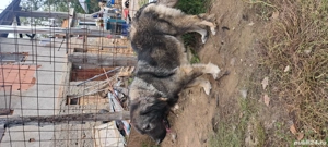 vând pereche ciobanesc caucazian 