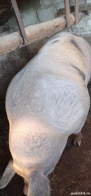 Purcea pietran belgian